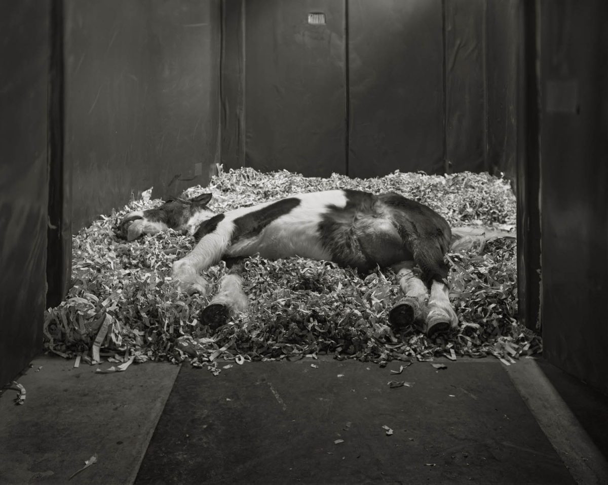 Andrea Modica – Theatrum Equorum – AMERICAN SUBURB X